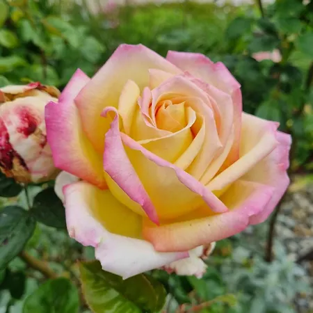 Entier Independant- 2 A 4 Pers - Parking Clos - Terrasse Lejlighed Elincourt-Sainte-Marguerite